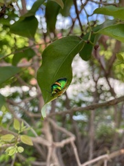 Lampromicra senator