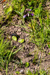 Eulophia hians hians