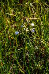 Eulophia hians hians