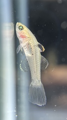 Stigmatogobius sadanundio