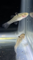 Stigmatogobius sadanundio