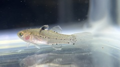 Stigmatogobius sadanundio