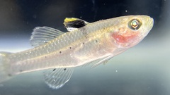 Stigmatogobius sadanundio