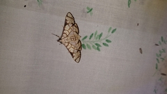 Aphytoceros lucusalis