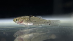 Stigmatogobius sadanundio