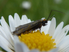 Cauchas rufimitrella