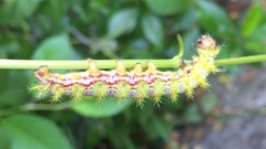 Ormiscodes amphimone