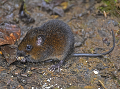 Melanomys caliginosus