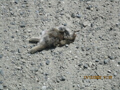 Oryctolagus cuniculus cuniculus