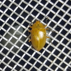 Phricobacis