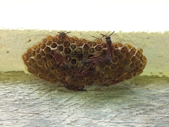 Mischocyttarus cassununga