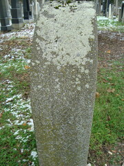 Lecidella carpathica