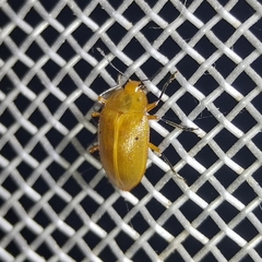 Phricobacis