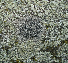 Lecidella carpathica