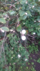 Symphoricarpos albus