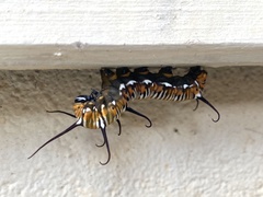 Euploea core corinna