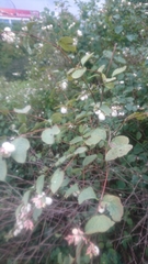 Symphoricarpos albus