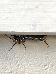 Euploea core corinna