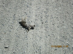 Oryctolagus cuniculus cuniculus