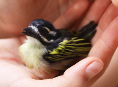 Pogoniulus bilineatus