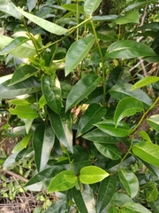 Annona glabra