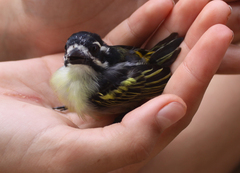 Pogoniulus bilineatus