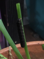 Spodoptera dolichos