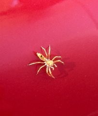 Cosmophasis bitaeniata