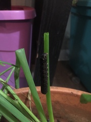 Spodoptera dolichos