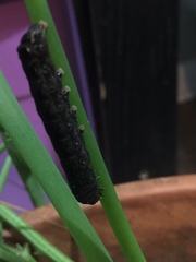 Spodoptera dolichos