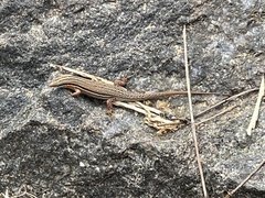 Eutropis bibronii