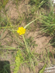 Cyperus sphaerocephalus