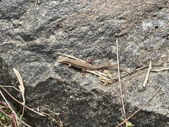 Eutropis bibronii