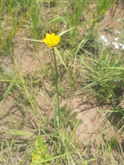 Cyperus sphaerocephalus