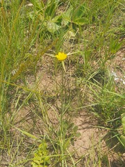 Cyperus sphaerocephalus