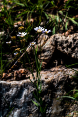 Afroaster serrulatus
