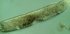 Conchostoma longissimum