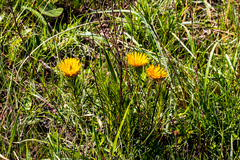 Berkheya insignis