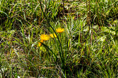Berkheya insignis