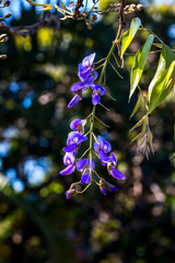 Bolusanthus speciosus