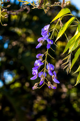 Bolusanthus speciosus