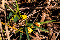 Chamaecrista mimosoides