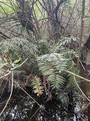 Acrostichum danaeifolium