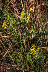 Crotalaria globifera