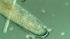 Conchostoma longissimum