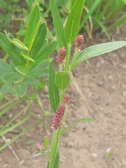 Acalypha villicaulis