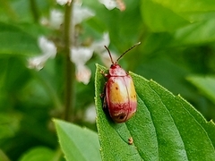 Coleoptera