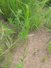 Acalypha villicaulis