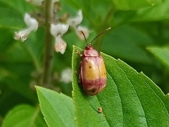 Coleoptera