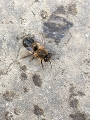 Apis mellifera